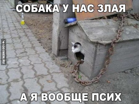 злая собака