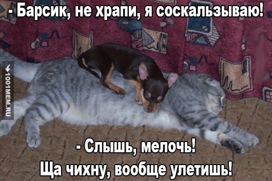 Кот и пёс