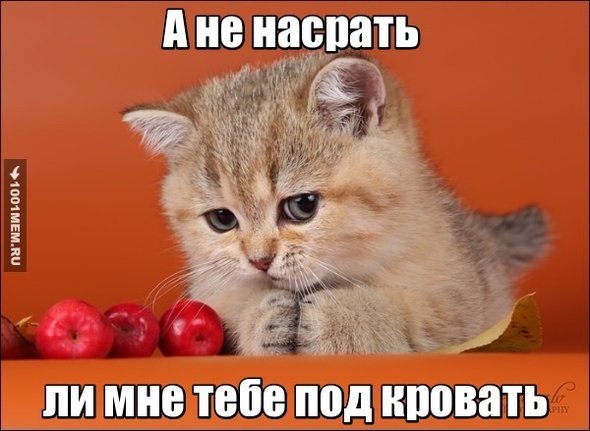 Плохой котик