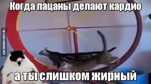 коты на диете