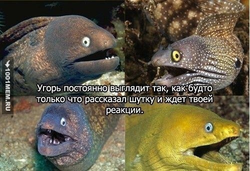 Добродуш