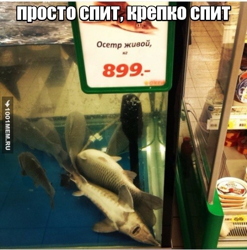 Спящий осетр