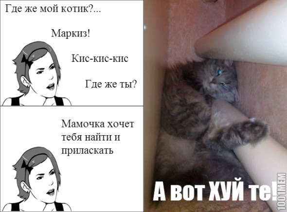 Котик потерялся