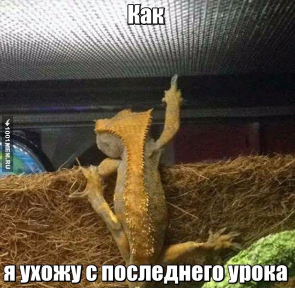 м