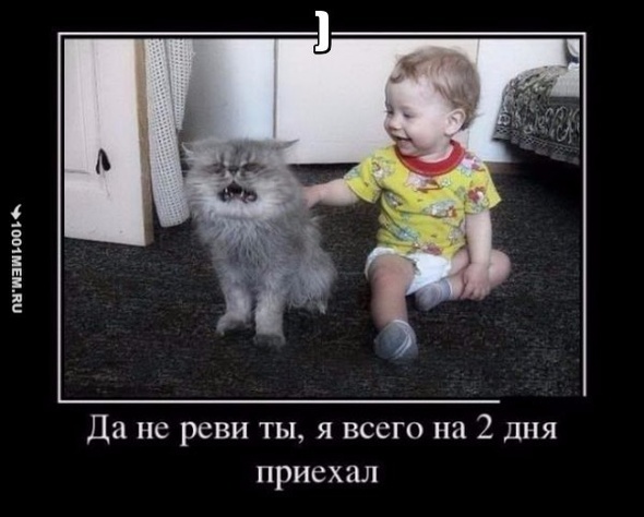 бедный кот)))