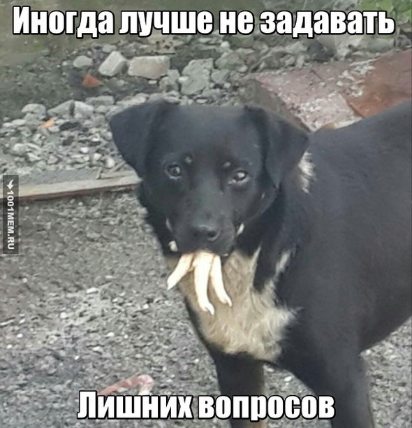 Собака пожырака