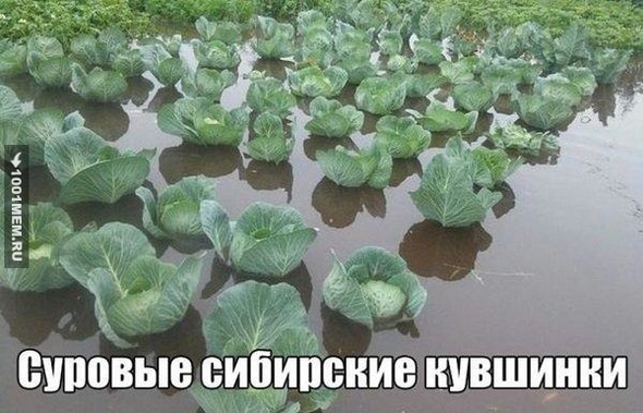 суровые люди, суровые растения.