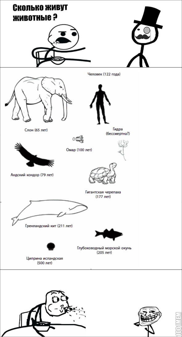 Сколько живут животные