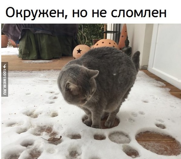 Испытания кота Василия