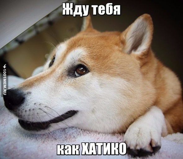 Хатико