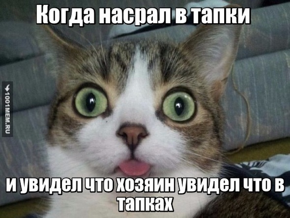 Котэ