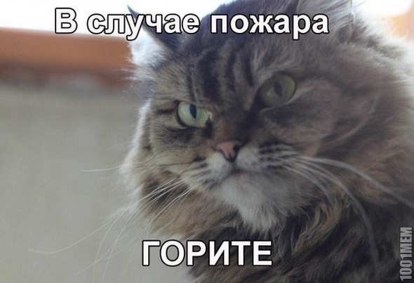 злой котяра