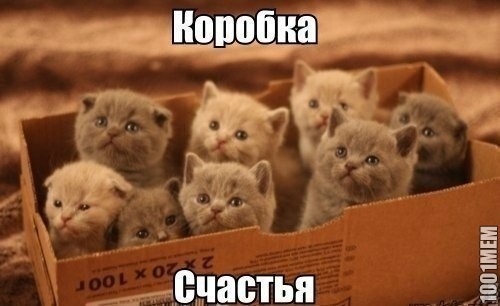 Котики :З