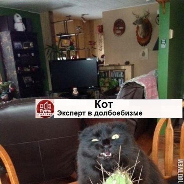 Кот