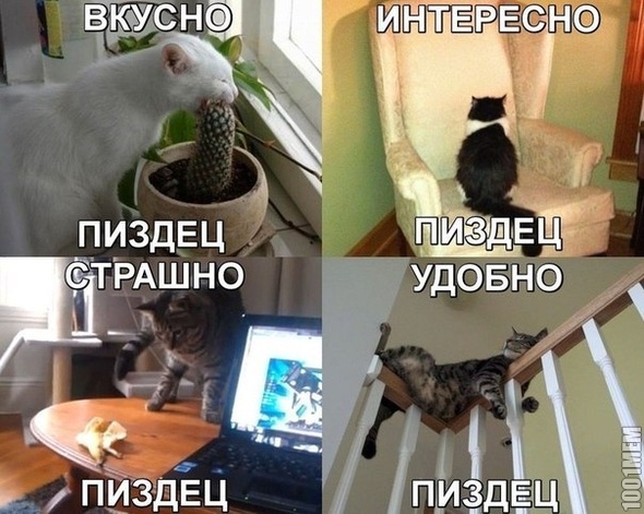 вся суть кошек