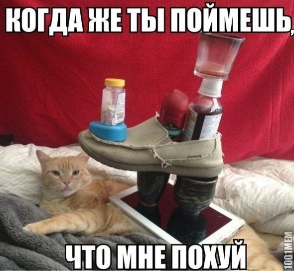 Коту похуй