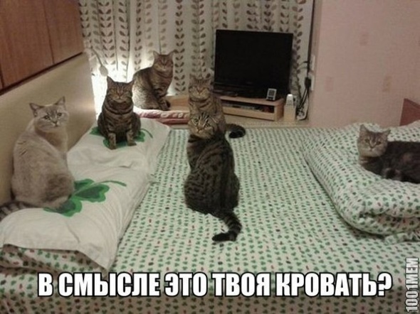 Котики