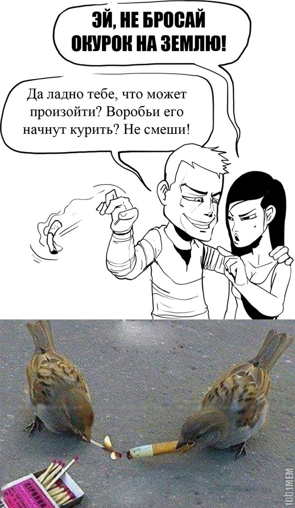 воробьи могут