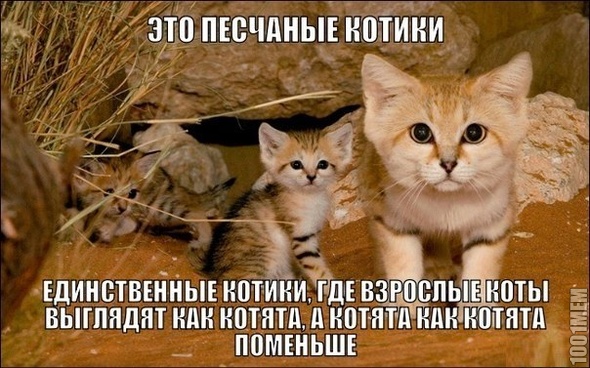 Песчаные котики))