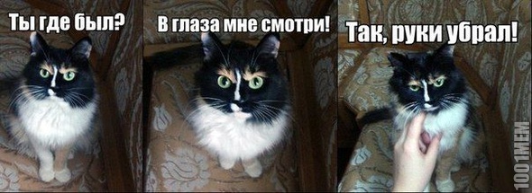 злой котик