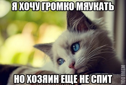 логика котов