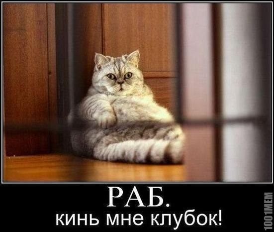 котэйка