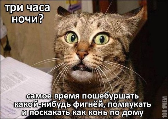 котэ