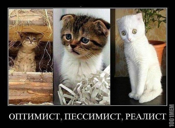 котэйка