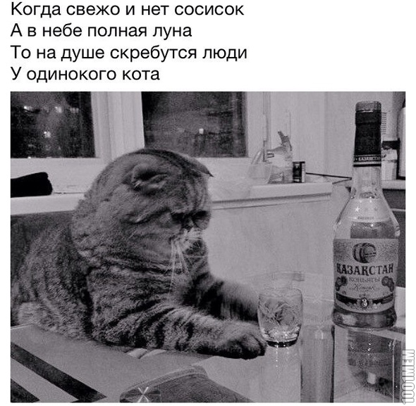 кот(