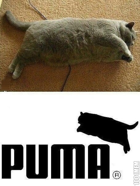 Жирный puma