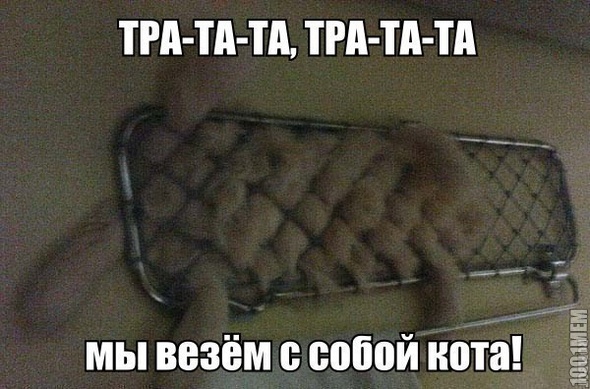 везём кота