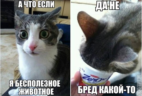 котэ полезен)