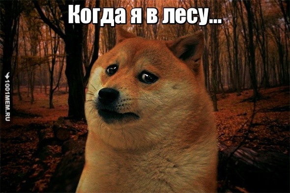 когда я в лесу