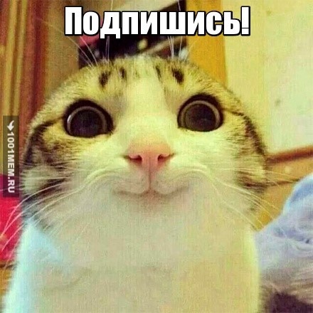 котёнок