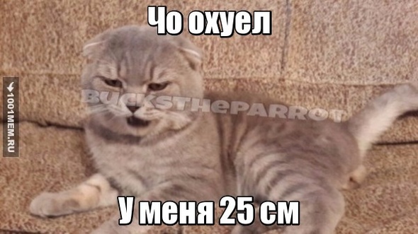 25 см