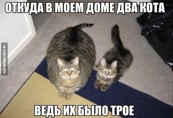 Откуда в моём доме два кота?!