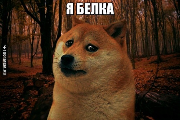 БЕЛКА