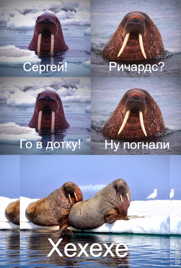 Моржи в доте