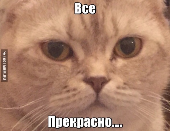 Удрученный кошак