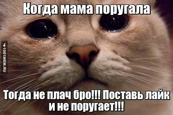 ЛАЙК КОТИКУ ЧТОБЫ НЕ БЫЛО ПЛОХО!!!