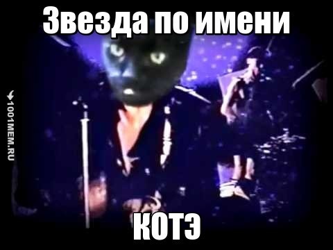 Звезда по имени Кошка