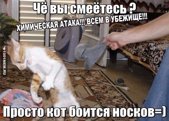 Страхи кота :О