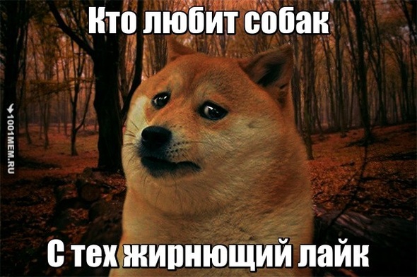 Собака друг человека