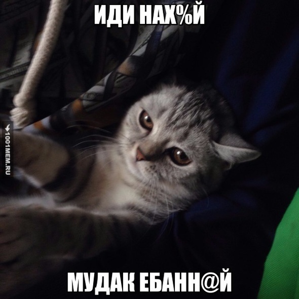 Добрый котик:З