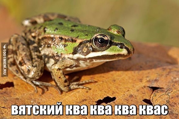 лягушкоо