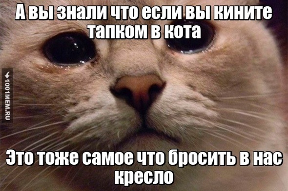 Не обижайте котиков!!!