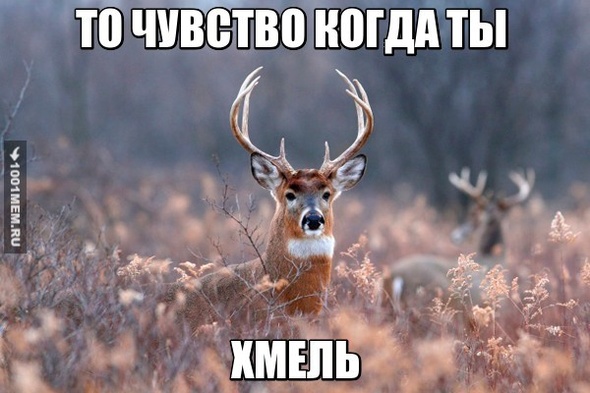 ХМЕЛЬ