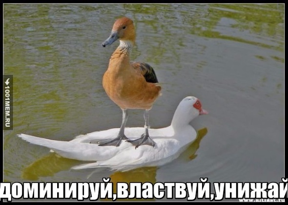 бдсм