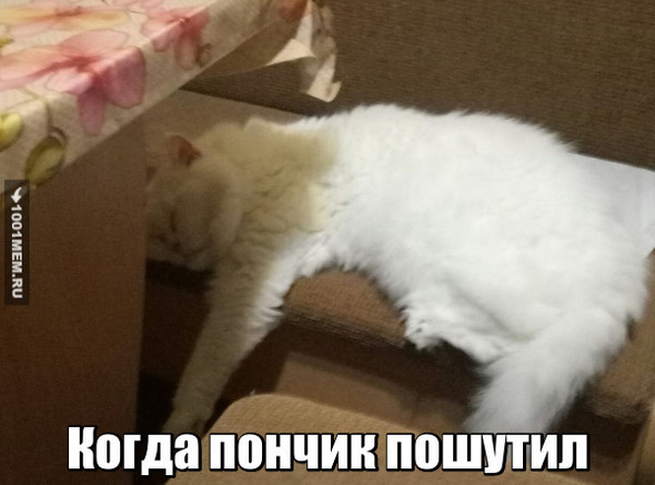 Котейка здох