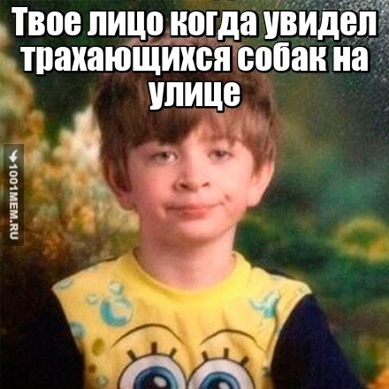 Собаки на улице xD